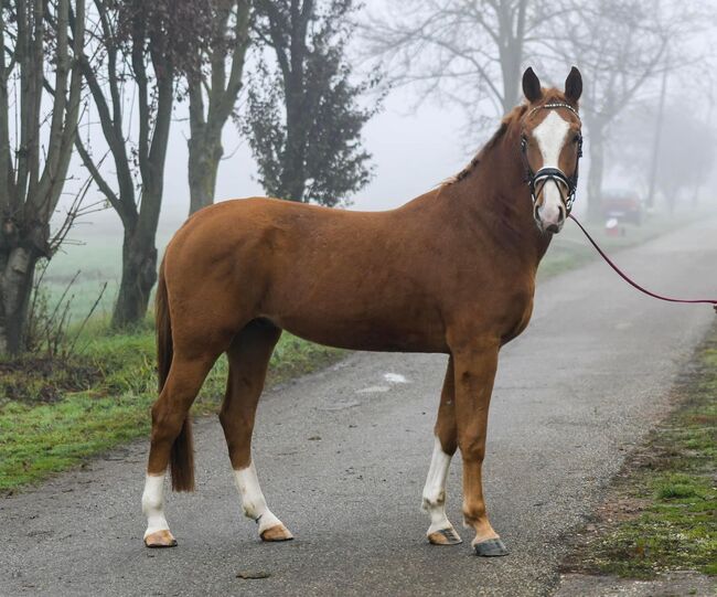 Figaro, 2019, Bercog Pferde, Pferd kaufen, -, Abbildung 2