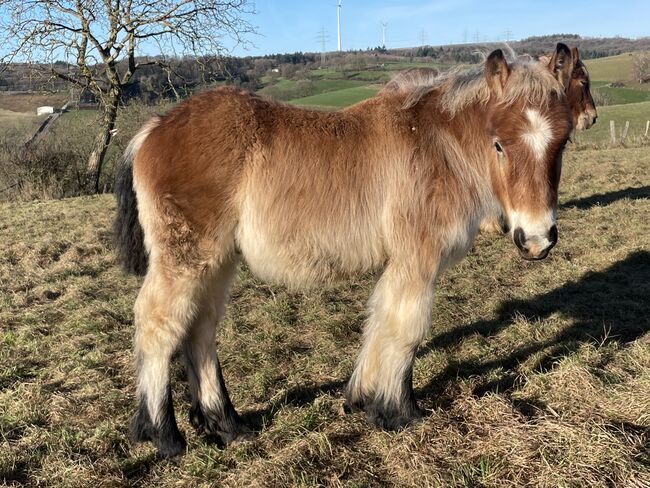Figaro, lieber, verschmuster Ardennerhengst, Annick, Horses For Sale, Diekirch
