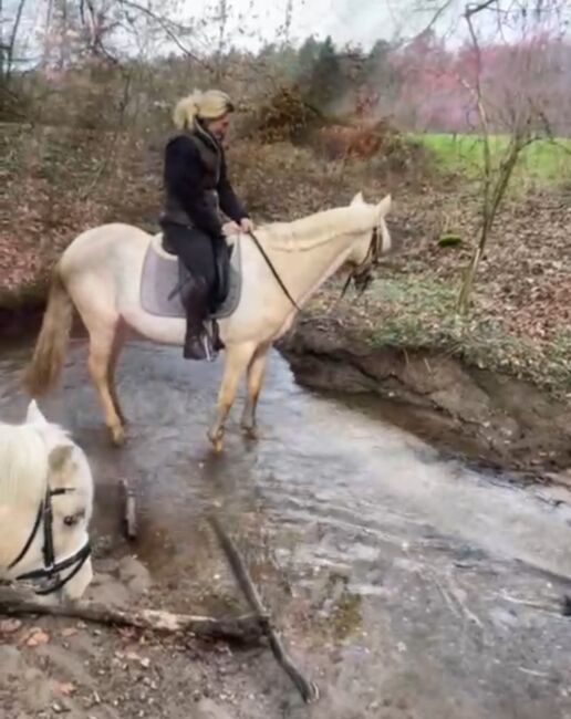 Feine 6 jährige palomino Stute zu verkaufen, Lisa kretschmann , Horses For Sale, Darmstadt, Image 14