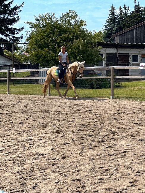 Feine 6 jährige palomino Stute zu verkaufen, Lisa kretschmann , Horses For Sale, Darmstadt, Image 7