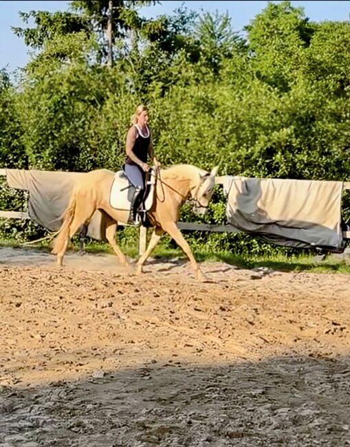 Feine 6 jährige palomino Stute zu verkaufen, Lisa kretschmann , Horses For Sale, Darmstadt, Image 4