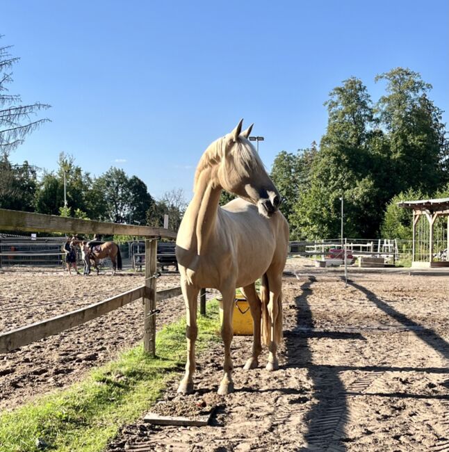 Feine 6 jährige palomino Stute zu verkaufen, Lisa kretschmann , Horses For Sale, Darmstadt, Image 15