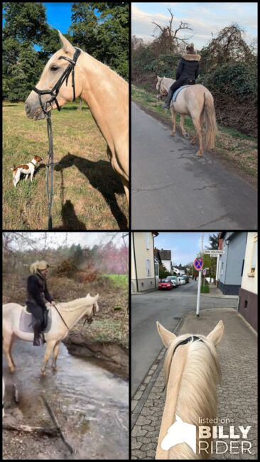Feine 6 jährige palomino Stute zu verkaufen, Lisa kretschmann , Horses For Sale, Darmstadt, Image 17
