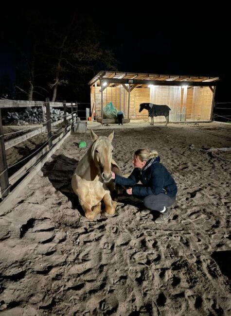 Feine 6 jährige palomino Stute zu verkaufen, Lisa kretschmann , Horses For Sale, Darmstadt, Image 10