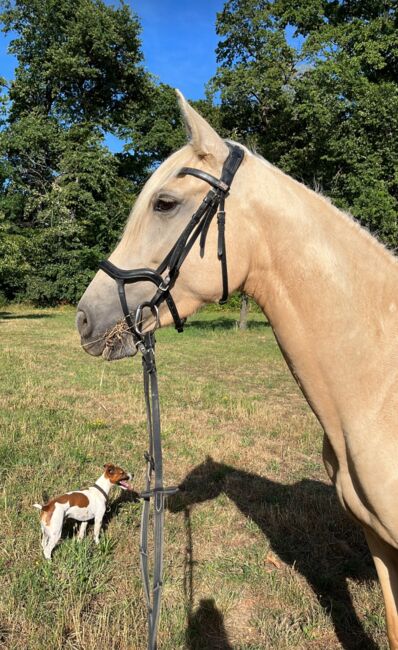 Feine 6 jährige palomino Stute zu verkaufen, Lisa kretschmann , Horses For Sale, Darmstadt, Image 12
