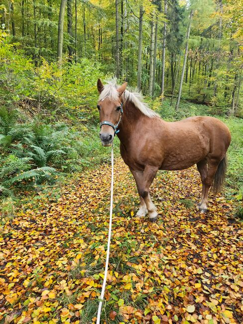 Feine Stute, NT, Horses For Sale, Hessisch Oldendorf, Image 4