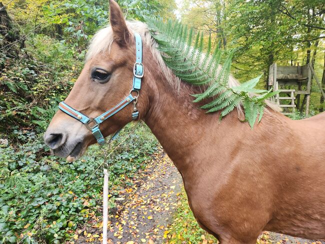 Feine Stute, NT, Horses For Sale, Hessisch Oldendorf, Image 2