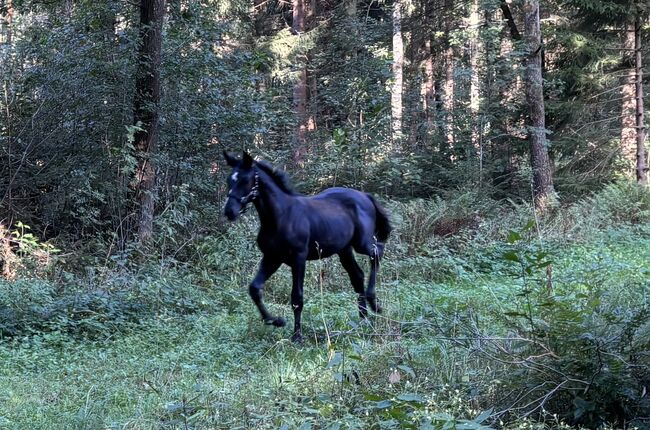 Stutfohlen zuverkaufen, Jessy, Horses For Sale, Neustadt am Rübenberge, Image 7