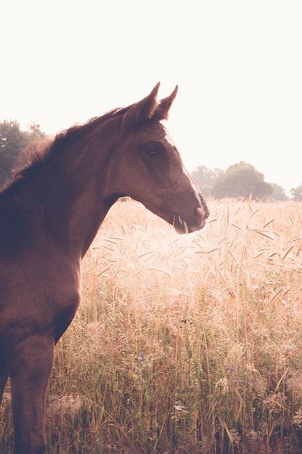 Stutfohlen zuverkaufen, Jessy, Horses For Sale, Neustadt am Rübenberge, Image 2