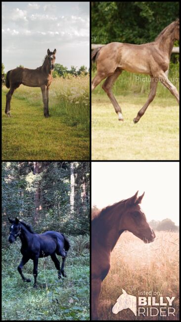 Stutfohlen zuverkaufen, Jessy, Horses For Sale, Neustadt am Rübenberge, Image 8