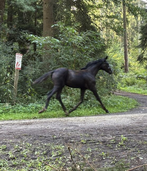 Stutfohlen zuverkaufen, Jessy, Horses For Sale, Neustadt am Rübenberge, Image 6
