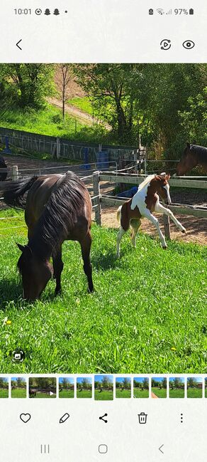 Stutfohlen, Brigitte Grabner , Horses For Sale, Riegersberg 85, Image 3