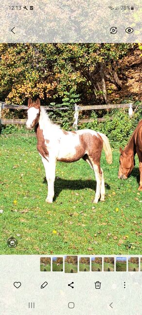 Stutfohlen, Brigitte Grabner , Horses For Sale, Vorau, Image 3