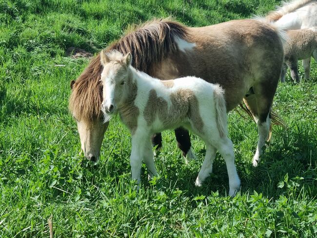 Stutfohlen Shetty  Partbred in Sonderfarben, Nadine  (Shettyzucht Frechdachs ), Horses For Sale, Heringen, Image 3