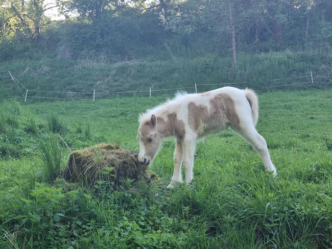 Stutfohlen Shetty  Partbred in Sonderfarben, Nadine  (Shettyzucht Frechdachs ), Horses For Sale, Heringen, Image 2