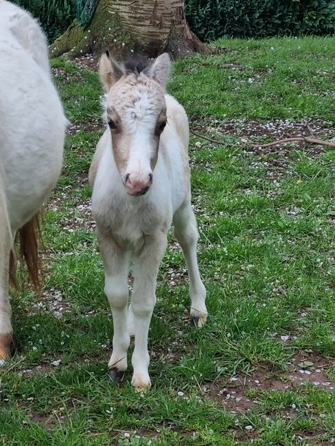 Stutfohlen Shetty  Partbred in Sonderfarben, Nadine  (Shettyzucht Frechdachs ), Horses For Sale, Heringen, Image 4