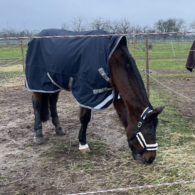 Decke, 145cm, 0g, Felix Bühler, Felix Bühler, Lisa, Horse Blankets, Sheets & Coolers, Eppelheim