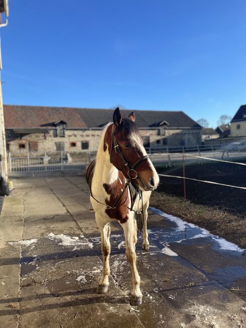 Endmaßpony zu verkaufen, Leatitia, Horses For Sale, Gröningen , Image 14