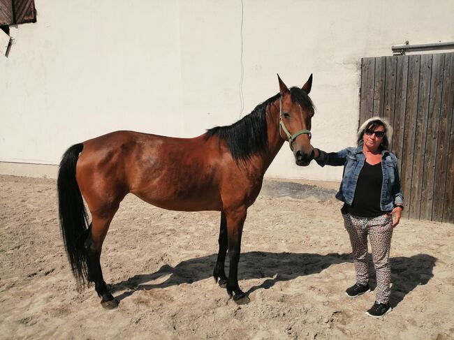 Endmass Pony, Siegi, Horses For Sale, Pilsbach , Image 4