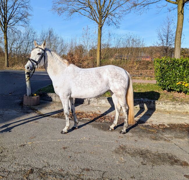 Endmaßpony / Freizeitpony / Stute, Jana, Horses For Sale, Legden, Image 2