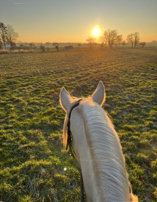 Feine 6 jährige palomino Stute zu verkaufen, Lisa kretschmann , Horses For Sale, Darmstadt, Image 11