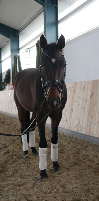 Feines Freizeitpferd / Dressurpferd, A., Horses For Sale, Schweitenkirchen