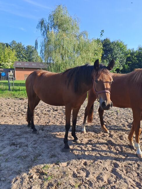 Endmassponys, Britta , Horses For Sale, Nordhorn, Image 6