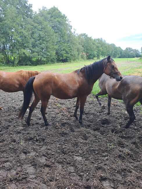 Endmassponys, Britta , Horses For Sale, Nordhorn, Image 4