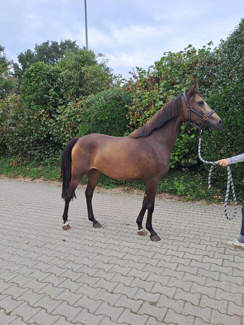 Endmassponys, Britta , Horses For Sale, Nordhorn