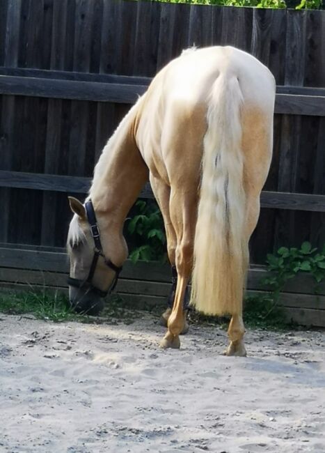 Feine 6 jährige palomino Stute zu verkaufen, Lisa kretschmann , Horses For Sale, Darmstadt, Image 13