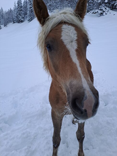 Hübsches Haflinger-Stutfohlen zu verkaufen, Sarah, Horses For Sale, Isenthal, Image 6