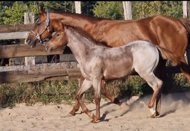 schickes Quarter Horse Stutfohlen mit top Abstammung, Kerstin Rehbehn (Pferdemarketing Ost), Horses For Sale, Nienburg, Image 2