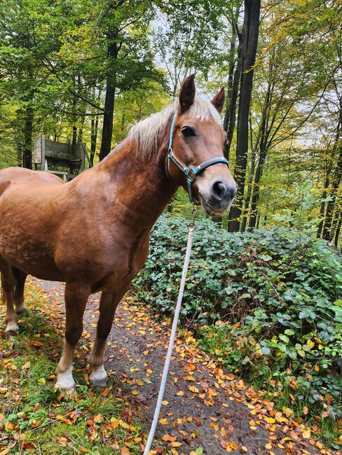 Feine Stute, NT, Horses For Sale, Hessisch Oldendorf, Image 3