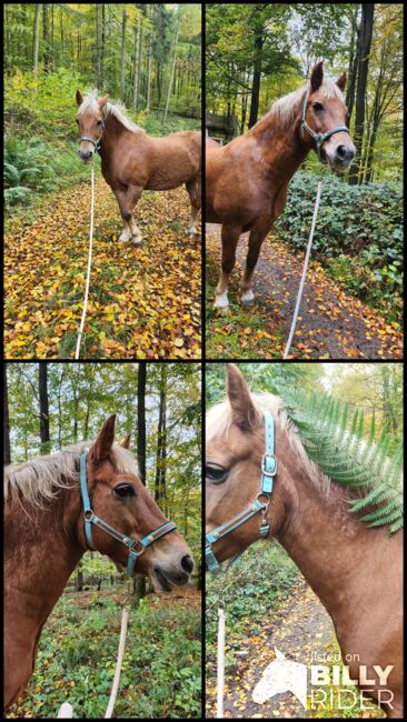 Feine Stute, NT, Horses For Sale, Hessisch Oldendorf, Image 5