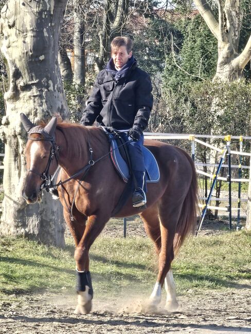 hübsche Traberstute sucht neuen Möhrengeber, Bonny Laura , Horses For Sale, Berlin , Image 5