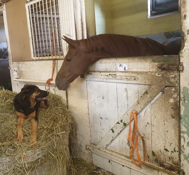 hübsche Traberstute sucht neuen Möhrengeber, Bonny Laura , Horses For Sale, Berlin , Image 8