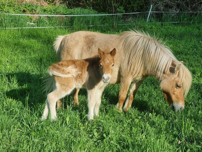 Schickes typvolles Stutfohlen Original Shetland, Nadine  (Shettyzucht Frechdachs ), Horses For Sale, Heringen, Image 3