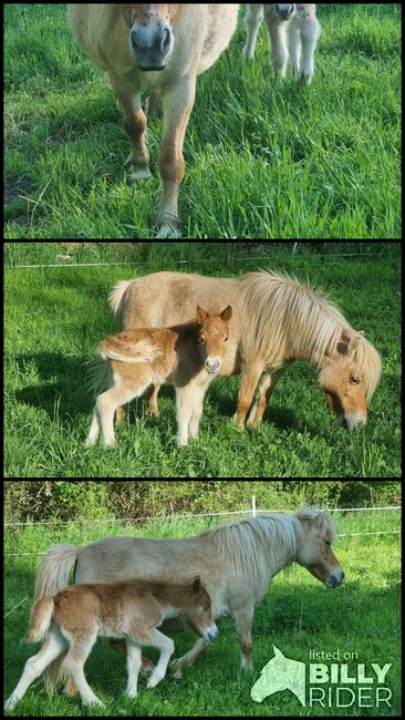 Schickes typvolles Stutfohlen Original Shetland, Nadine  (Shettyzucht Frechdachs ), Horses For Sale, Heringen, Image 4