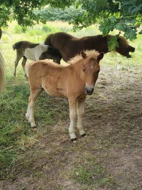 Schickes typvolles Stutfohlen Original Shetland, Nadine  (Shettyzucht Frechdachs ), Horses For Sale, Heringen