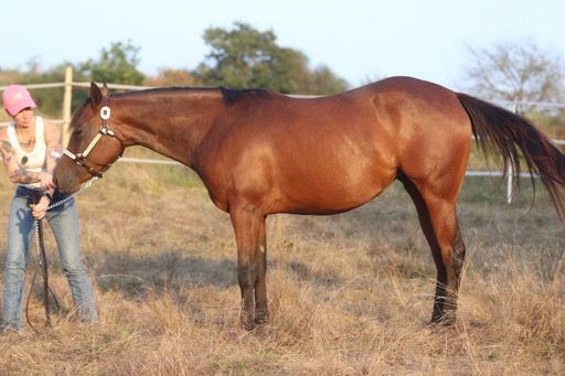 Erstklassig gezogenes Pleasure/Allround Nachwuchspferd, Kerstin Rehbehn (Pferdemarketing Ost), Horses For Sale, Nienburg, Image 3