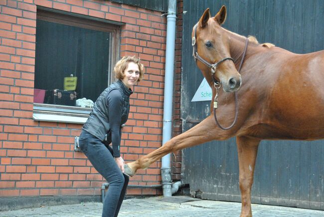 Physiotherapie für Pferde, Silvia Lehmann, Terapia i leczenie, Herne