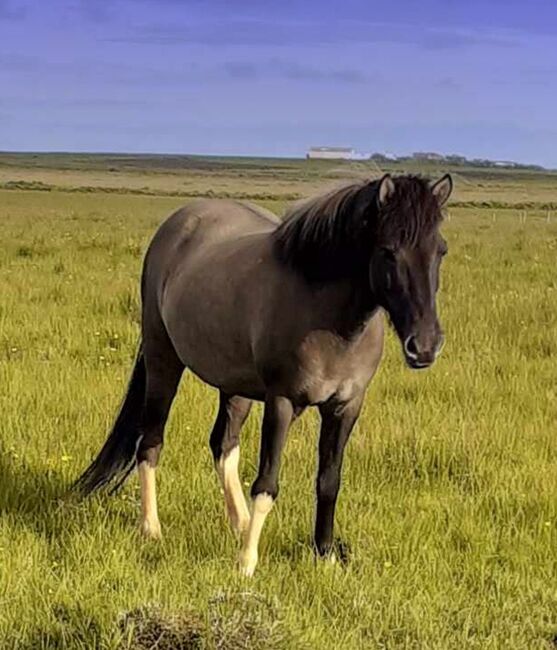 Fjödur: Geritten, mit viel Tölt, Frieslandhof, Ursula Richard, Horses For Sale, Ihlienworth
