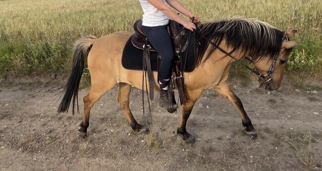 Fjord Araber Mix Stute, Arlt, Horses For Sale, Ballenstedt , Image 5