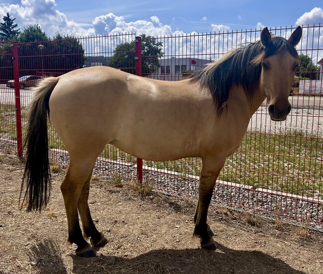 Fjord Araber Mix Stute, Arlt, Horses For Sale, Ballenstedt , Image 4