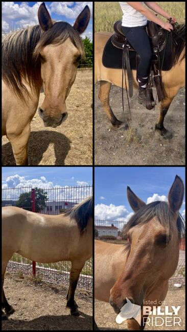 Fjord Araber Mix Stute, Arlt, Horses For Sale, Ballenstedt , Image 7