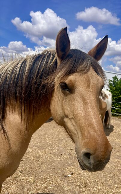 Fjord Araber Mix Stute, Arlt, Horses For Sale, Ballenstedt , Image 2