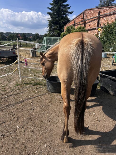 Fjord Araber Mix Stute, Arlt, Horses For Sale, Ballenstedt , Image 6