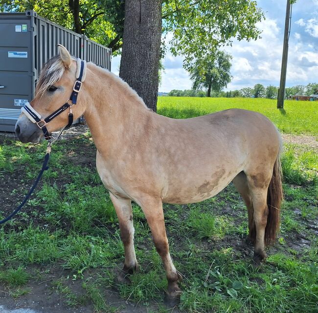 Fjordpferd, NicoleTiefenthaler, 4952 Weng im Innkreis , Horses For Sale, Salzburg, Image 2