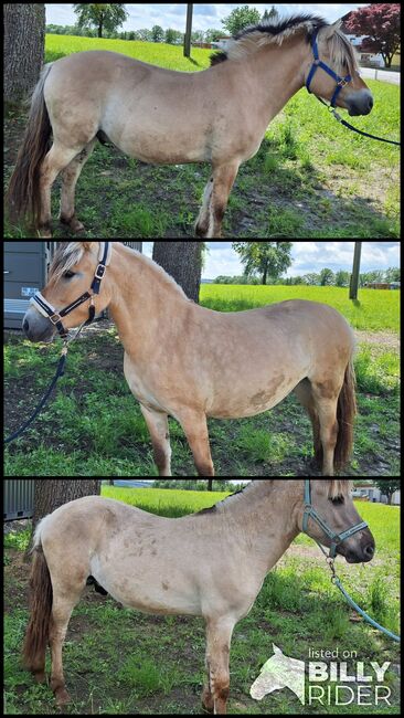 Fjordpferd, NicoleTiefenthaler, 4952 Weng im Innkreis , Horses For Sale, Salzburg, Image 4