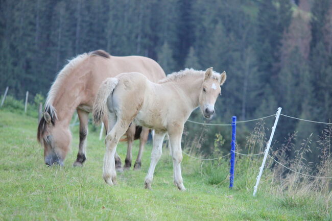 Fjordpferdmix, Scherer A., Horses For Sale, Irdning-Donnersbachtal, Image 4